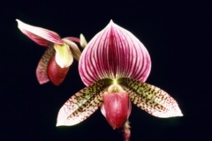 Paph. Hsinying Maru